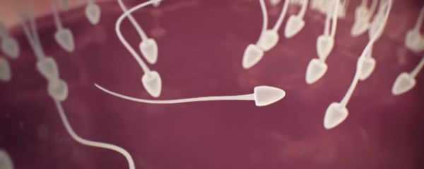 spermatozoïde-durée-de-vie