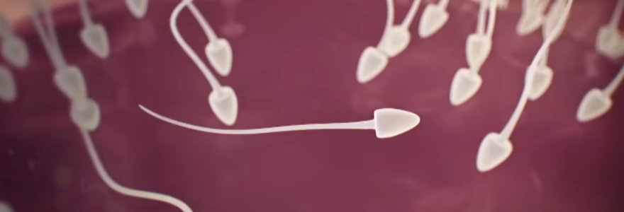 spermatozoïde-durée-de-vie